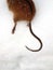 Fragment of a small vole mouse, hind legs and tail top view. In the winter on the snow