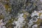 Fragment of stone wall texture background. Moss and lichen on gray stone. Lichen on the rock.