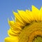 Fragment of sunlit yellow sunflower across blue sky