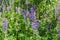 Fragment of thickets of wild perennial lupine among tall grass