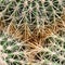 Fragment of three cactuses with sharp prickles