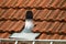 Fragment of a tiled roof in Israel