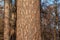 A fragment of the trunk of a large larch growing in the forest on a blurred background of other trees and blue sky.