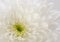 Fragment of white Chrysanthemum flower.