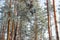 Fragment of winter forest with rimy pine trunks and branches