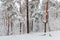 Fragment of winter pine forest during a heavy snowfall