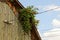 A fragment of a wooden attic with eletric wires overgrown with a plant with flowers