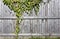 Fragment of a wooden rural fence