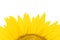 Fragment of yellow blooming sunflowers with petals, isolated on a white background