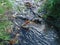 Fragments of birch branches lie in the stream