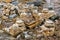 Fragments of capitals of destroyed ancient Greek columns on the Acropolis of Athens