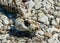 Fragments of a dead seal skeleton on a background of pebbles, Baltic Sea coast, Estonia