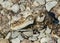 Fragments of a dead seal skeleton on a background of pebbles, Baltic Sea coast, Estonia