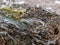 Fragments of frozen seaweed ice texture