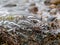 Fragments of frozen seaweed ice texture