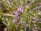 Fragments of pink bog plant on fuzzy background