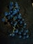 Fragolino black grapes raising for winemaking   fruit