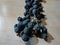 Fragolino black grapes raisining for winemaking   fruit