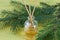 Fragrance coniferous sticks or Scent diffuser