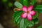 fragrant blooms on the beach