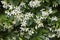 Fragrant blossom of Trachelospermum jasminoides