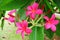 Fragrant blossoms of pink frangipani flowers