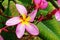 Fragrant blossoms of pink frangipani flowers