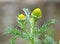 Fragrant chamomile Matricaria discoidea grows in nature