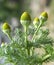 Fragrant chamomile (Matricaria discoidea) grows in nature