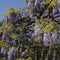 Fragrant curly wisteria with purple flowers