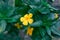 Fragrant damiana yellow flower with dark green leaves. Aphrodisiac and antidepressant