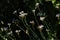 Fragrant false garlic flowers