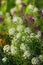 Fragrant flowers alyssum close up