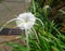 Fragrant Flowers, Hymenocallis speciosa, the green-tinge spider lily.