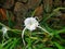 Fragrant Flowers, Hymenocallis speciosa, the green-tinge spider lily.