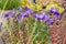 The fragrant flowers of purple freesias