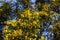 Fragrant flowers of Western Australian yellow wattle in spring.