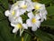 Fragrant Frangipani Cluster Highlighted by Dark Leaf Background