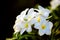 Fragrant frangipani or plumerie tropical flowers