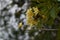 Fragrant Frangipani in Spring Scenery