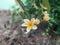 Fragrant Frangipani in Spring Scenery