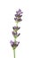 Fragrant fresh lavender flowers branch isolated on white