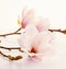 Fragrant fresh pink magnolia flowers