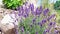 Fragrant lavender bush in the garden. Growing lavender in a rocky garden with pine bark mulch. Mediterranean style garden with