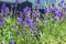 Fragrant lavender flowers. Lavender - a beautiful medicinal plant, spice