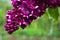 Fragrant lilac flowers bloom in spring