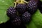 Fragrant Loganberry black berry. Generate Ai