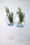 fragrant medicinal evergreen rosemary on a light background with a transparent glass and a jar of hair oil. medical