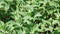 Fragrant mint or round leaf mint in garden Mentha suaveolens  Ehrh