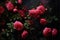 Fragrant Mysterious garden roses bushes. Generate Ai